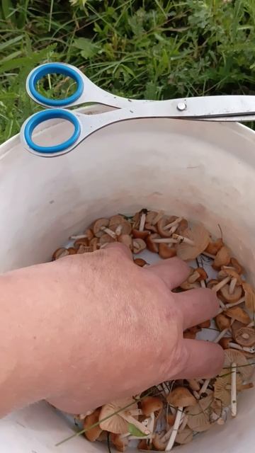 Луговые опята🥰🥰🥰🥰🥰🥰🥰