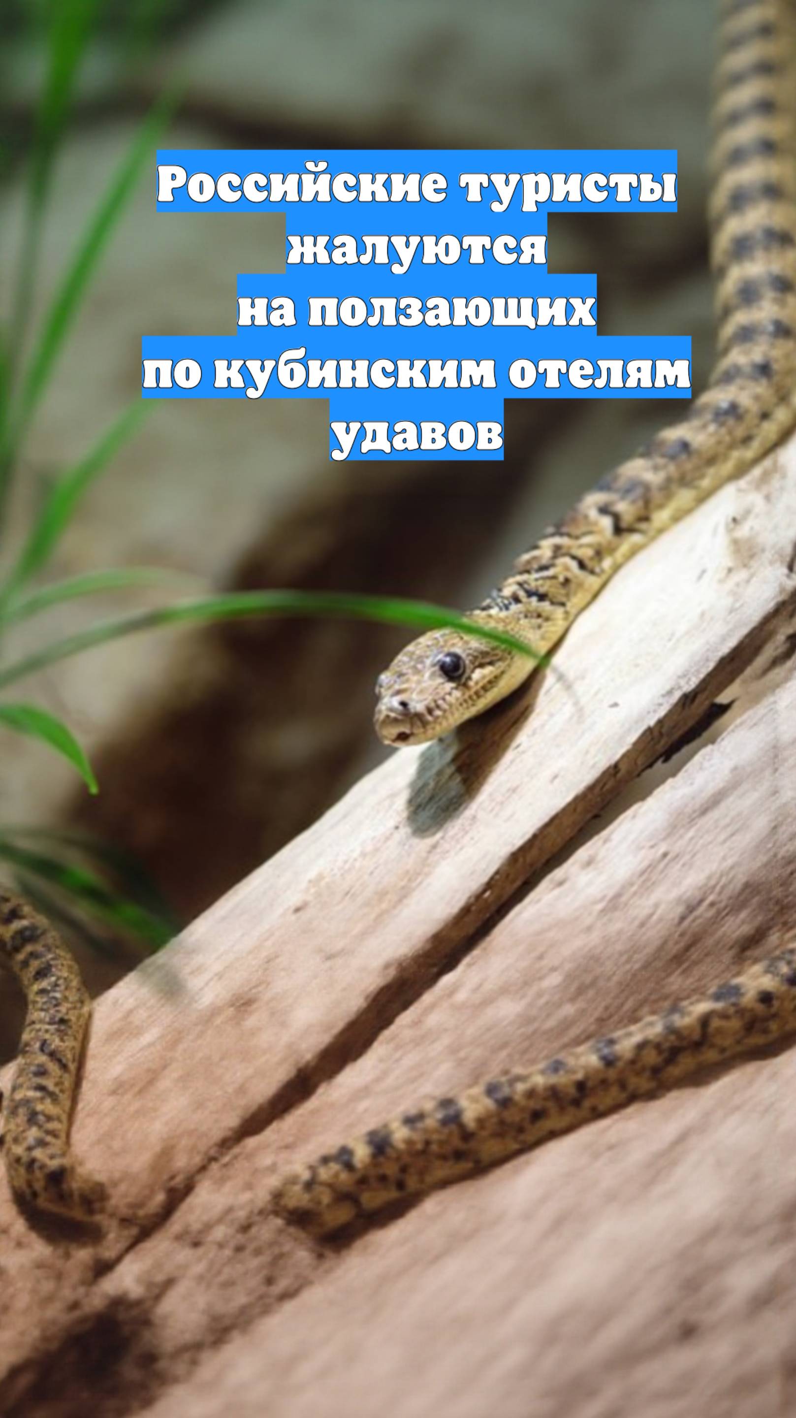 Российские туристы жалуются на ползающих по кубинским отелям удавов