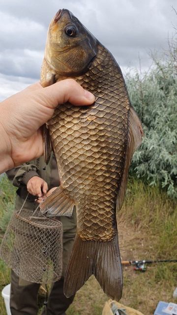 Первый карась☺️🐟
