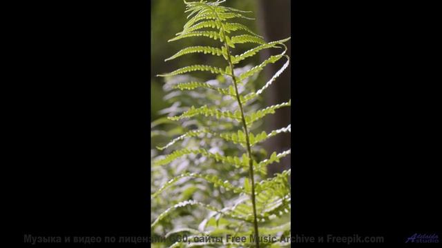 Запретная красота - то, что вам не должны видеть! - Remain Straight Faced -- Small Tall Order -- Eas