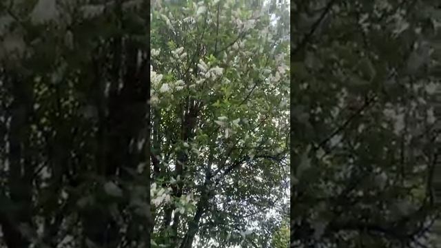 дача