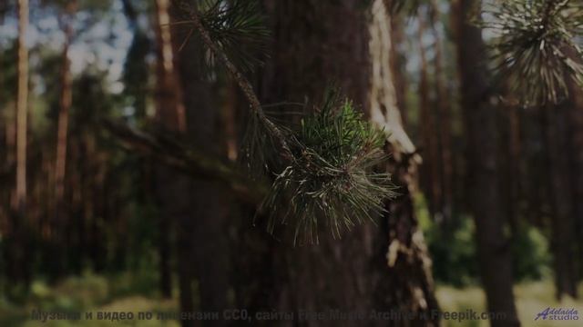 Это видео - как медитация для уставшей души! - Nice to be Near by You (ID 1014) -- Lobo Loco -- Vaga