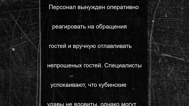 Туристы рассказали о «нашествии» змей на популярных курортах