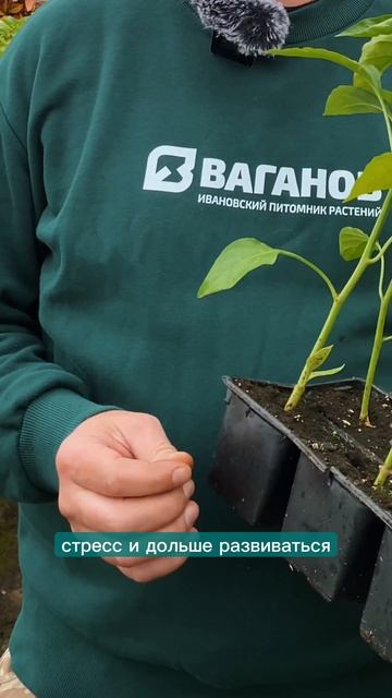 Сроки высадки рассады овощных культур в грунт и неотапливаемые теплицы #рассада #рассадаперца
