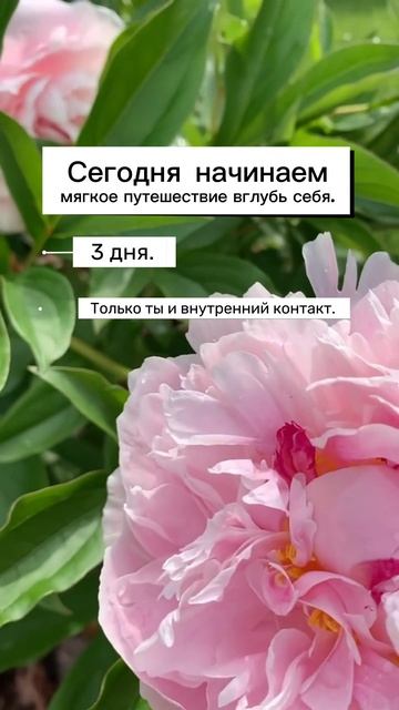 🌿 Челлендж начинается: 3 дня на контакт с собой