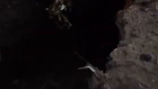 video suzdalskay