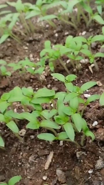 Нужно ли подкармливать рассаду после всходов? 🍅🍅🍅