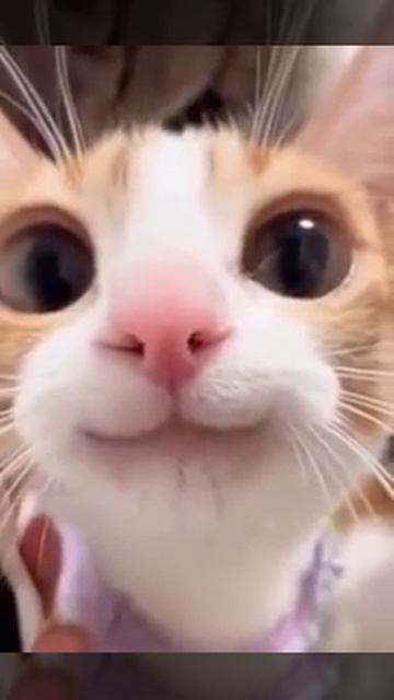 Котёнок🌟🐾