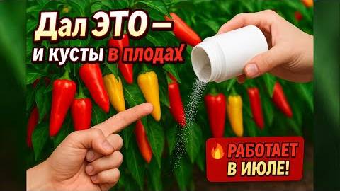 🌶️Подкормите Перцы ЭТИМ — и соберёте ведро!
