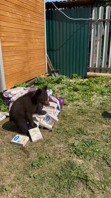 Мохнатая радость 🐻🐾🥣