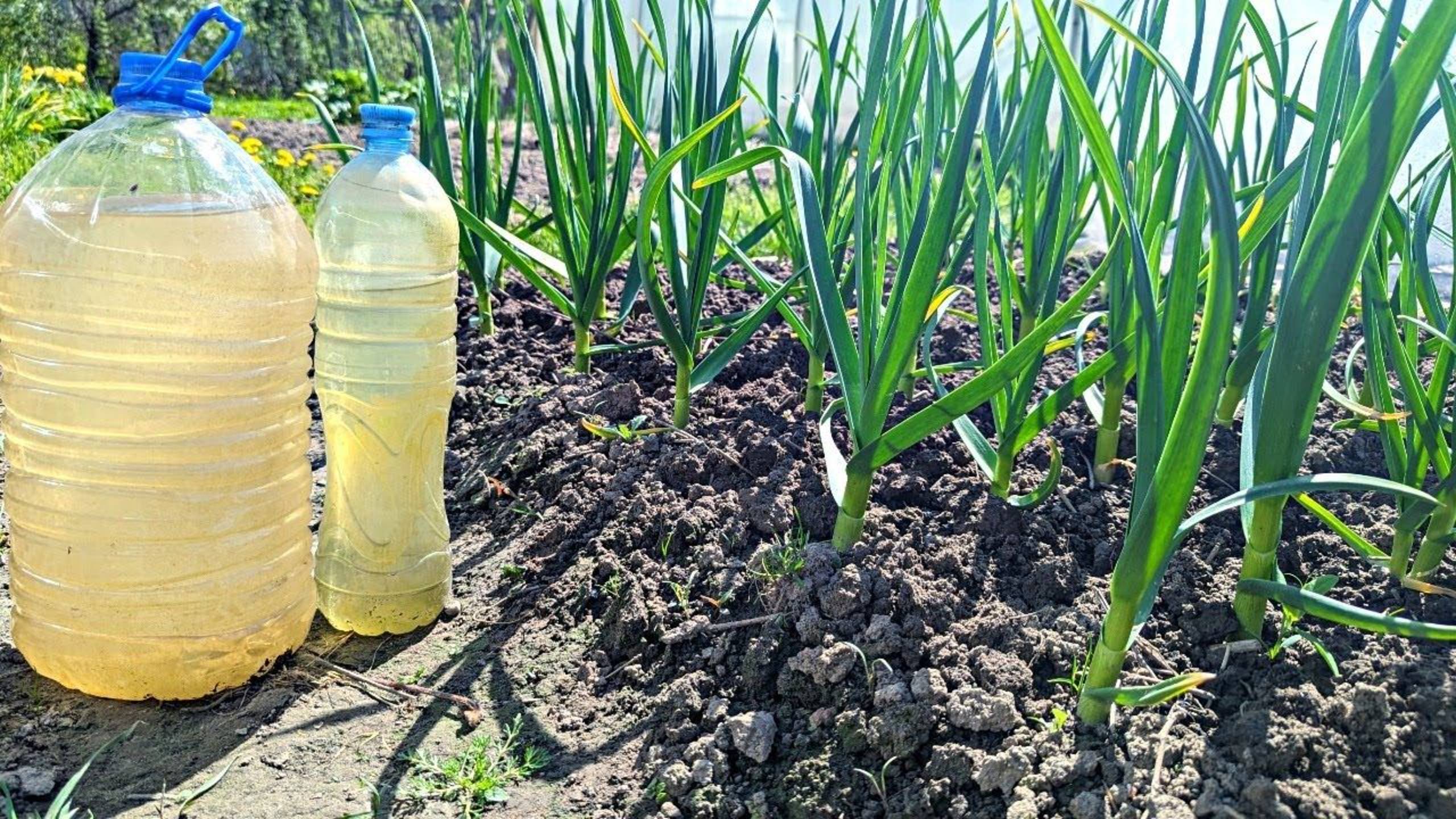 🧅🌱 ЭКСПРЕСС-РЕАНИМАЦИЯ ЛУКА И ЧЕСНОКА: Желтые перья снова зеленеют за 24 часа!