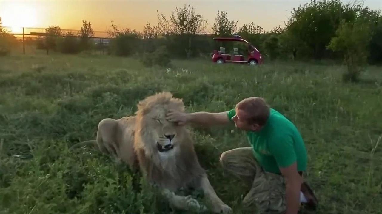 Нарушение правил безопасности могло стать причиной нападения льва в сафари-парке