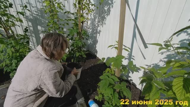 22. 7 соток. Заливает дождями, а днем солнышко. Хроника 22 июня 2025 год
