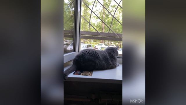 Кот загорает