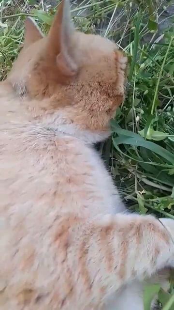 Рыжий на отдыхе)))