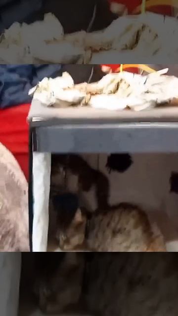 video_2025-02-24_01-02-60