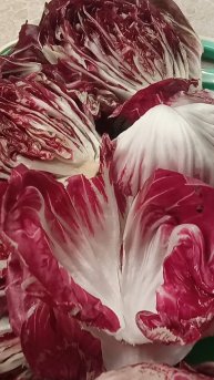 урожай овощного цикория