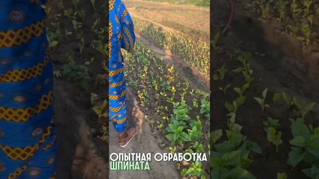 🌍 BINOM в Республике Конго | семинары и первые опыты