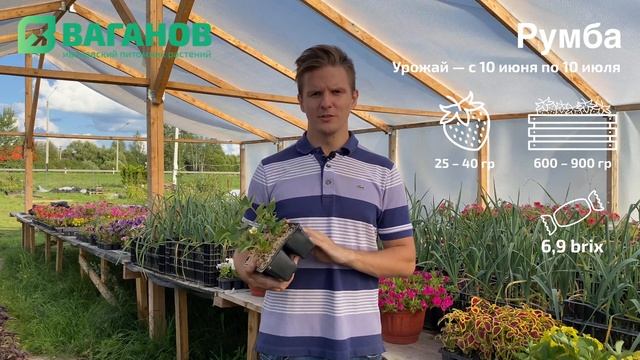 Рассада клубники сорта РУМБА в Иванове: описание, урожайность и советы