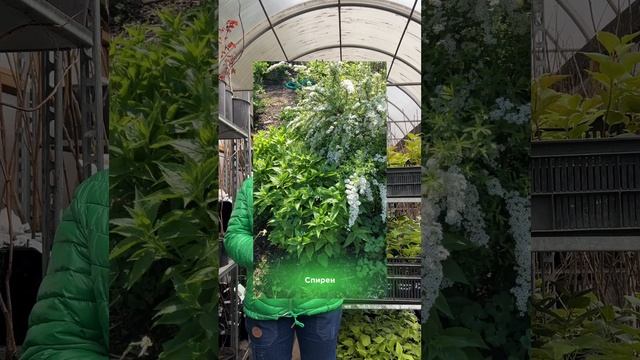 “Цветут, как на юге — выживают в -40!”