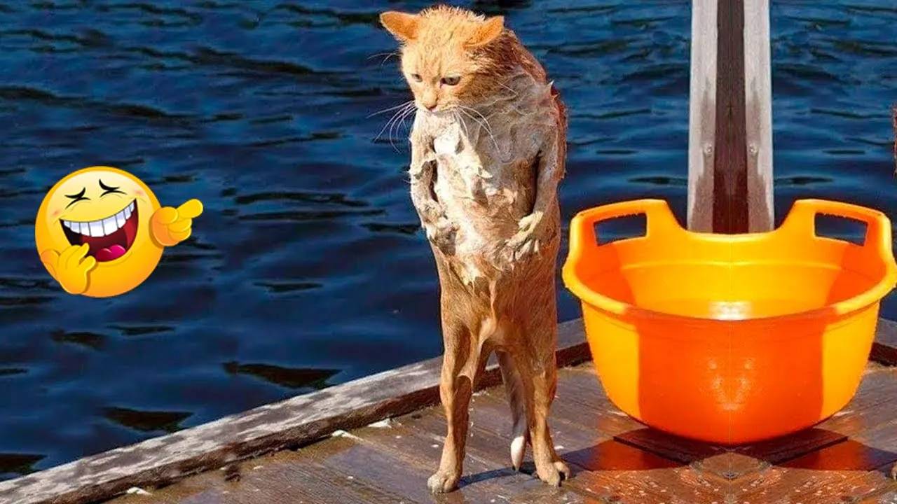 Самые смешные животные 😂 Приколы с котами и собаками 2025 😺🐶 Часть 20