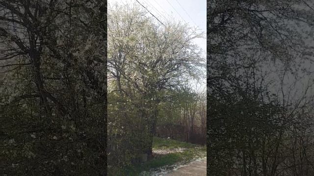Матушка Земля