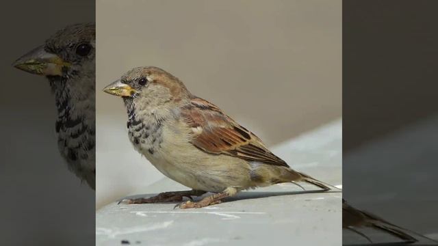 Факт №19
