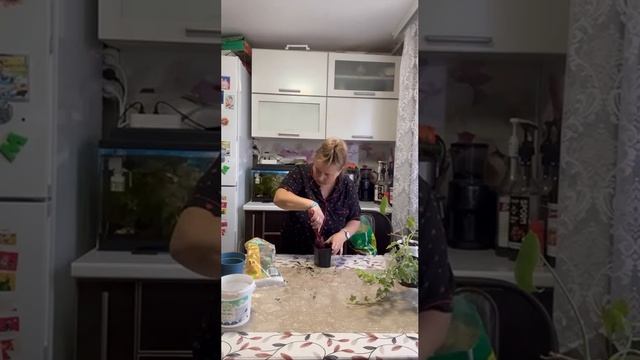 Приехала сестра с Саратова. Пересадили цветы и собрали клубнику