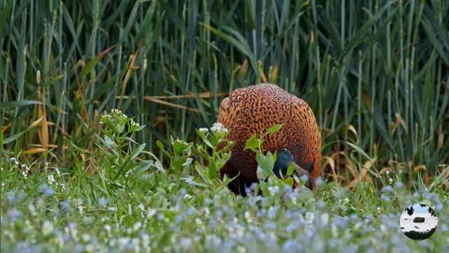 Охотничий фазан Phasianus colchicus