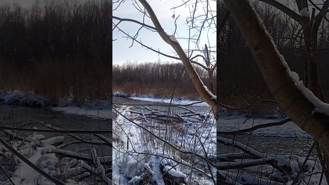 Цапли на реке