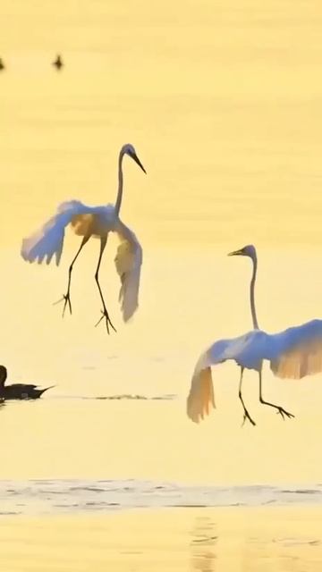 VID_20250623_144210_888.mp4