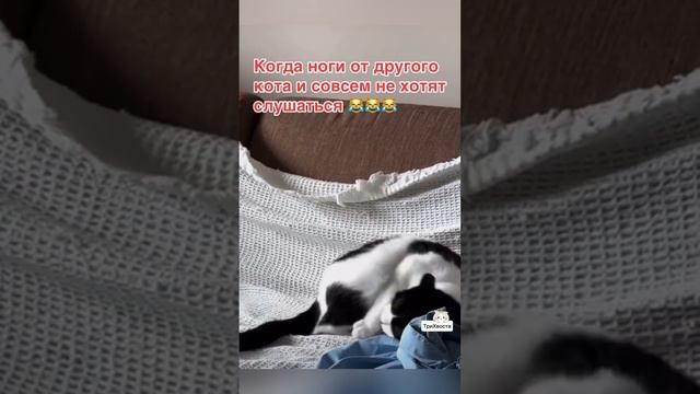 Смешные животные!)