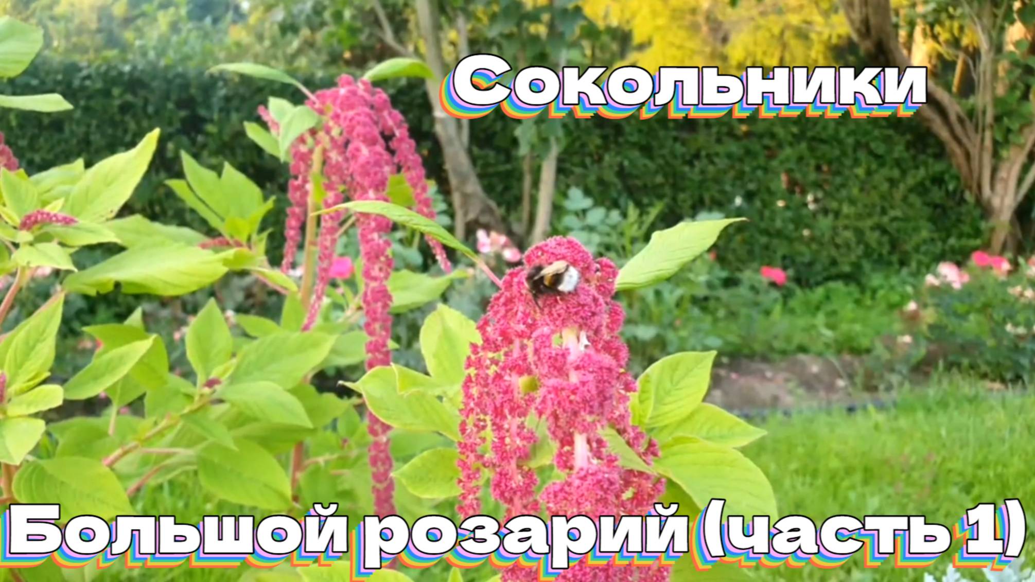 Сокольники. Большой розарий (часть1)