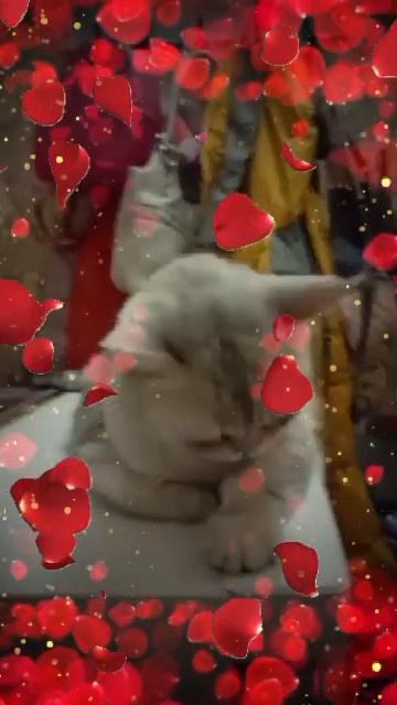 1000168219.mp4