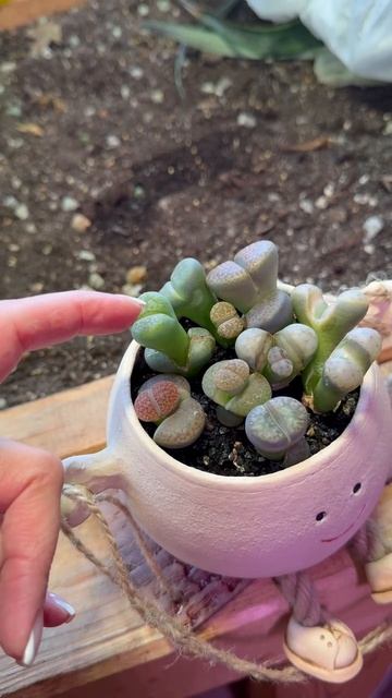 Живые камни🌱