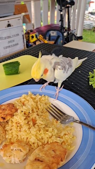 кушаем с попугаем из одной тарелки #попугай #корелла #parrot #cockatiel #corella #birds