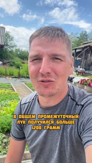 Первый гигантский лук 
#гиганты_АМИНОСИЛ_2025
#БуйскиеУдобрения
#средства_защиты_greenbelt