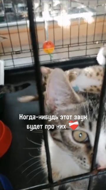 Котята ждут своих родителей.mp4