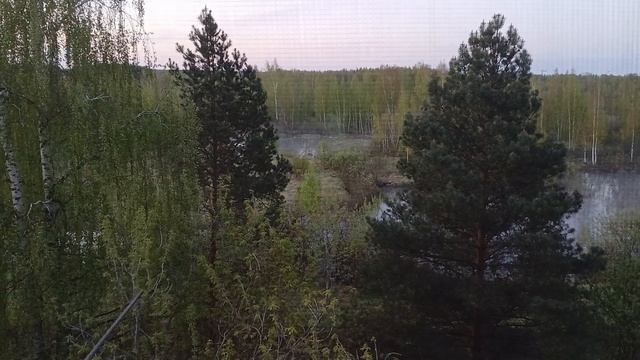 УТРЕННЯЯ ПЕСНЯ СОЛОВЬЯ