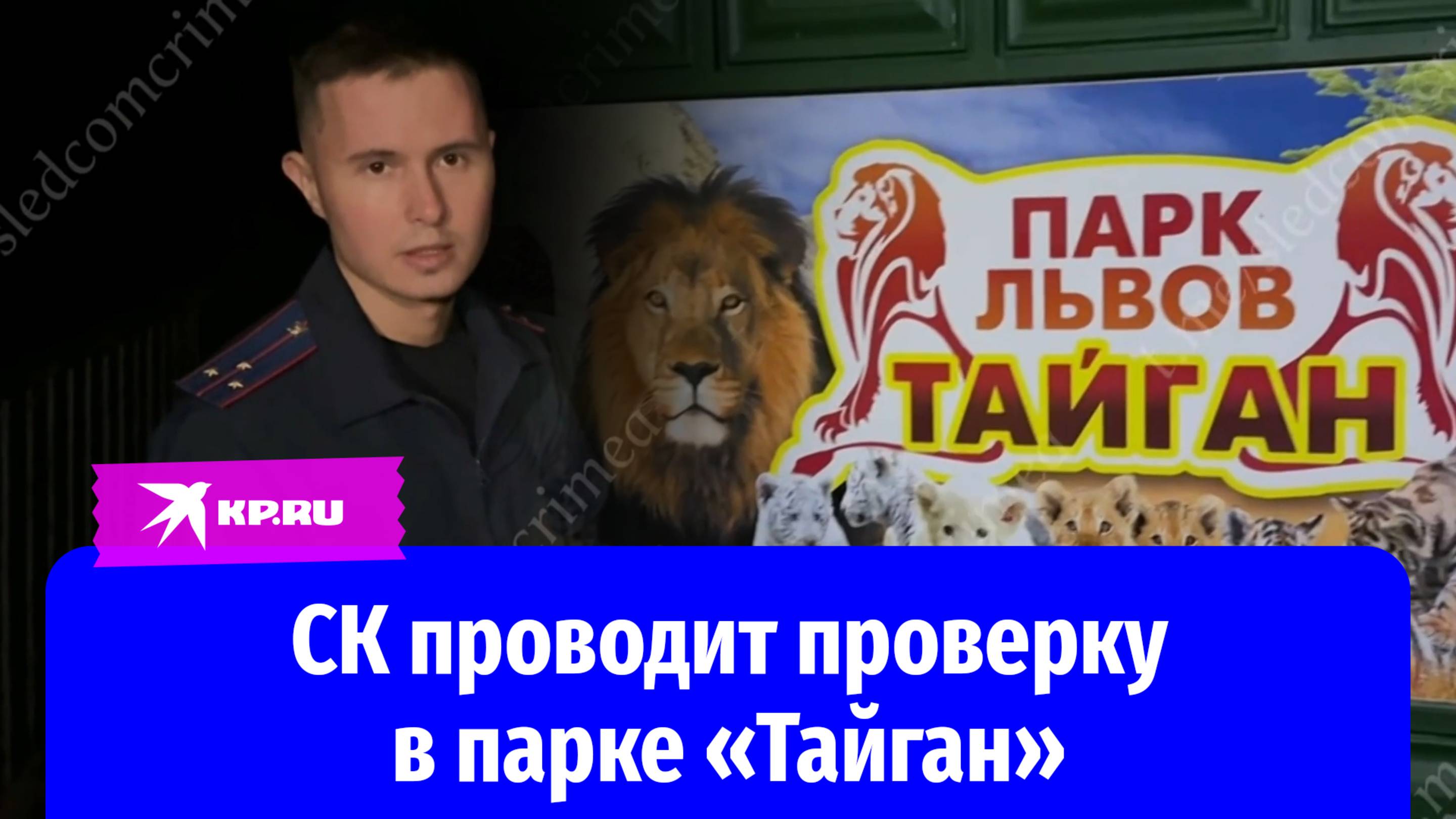 СК проводит проверку по факту нападения льва на директора парка «Тайган»