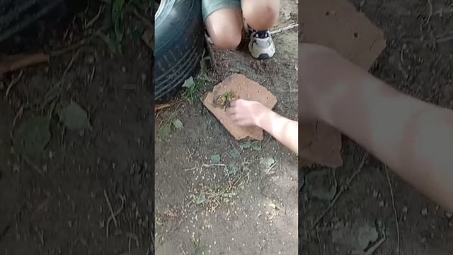 блюдо от бога