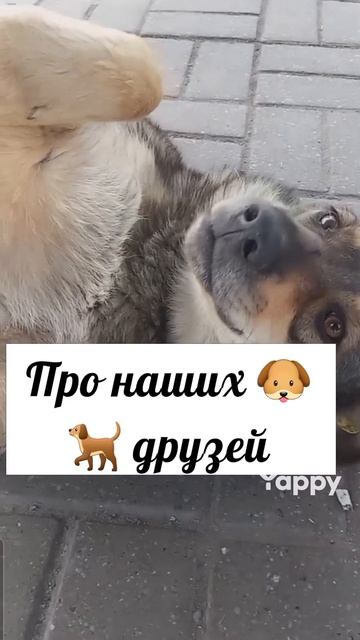 #канекорсо #conecorso #итальянскиймастиф #омск #рекомендации #втренде #собака