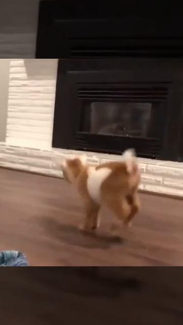 VID_20250623_144256_852.mp4