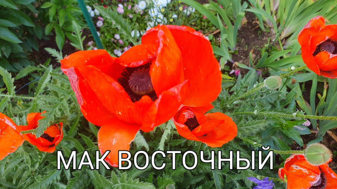 Цветок, как символ.