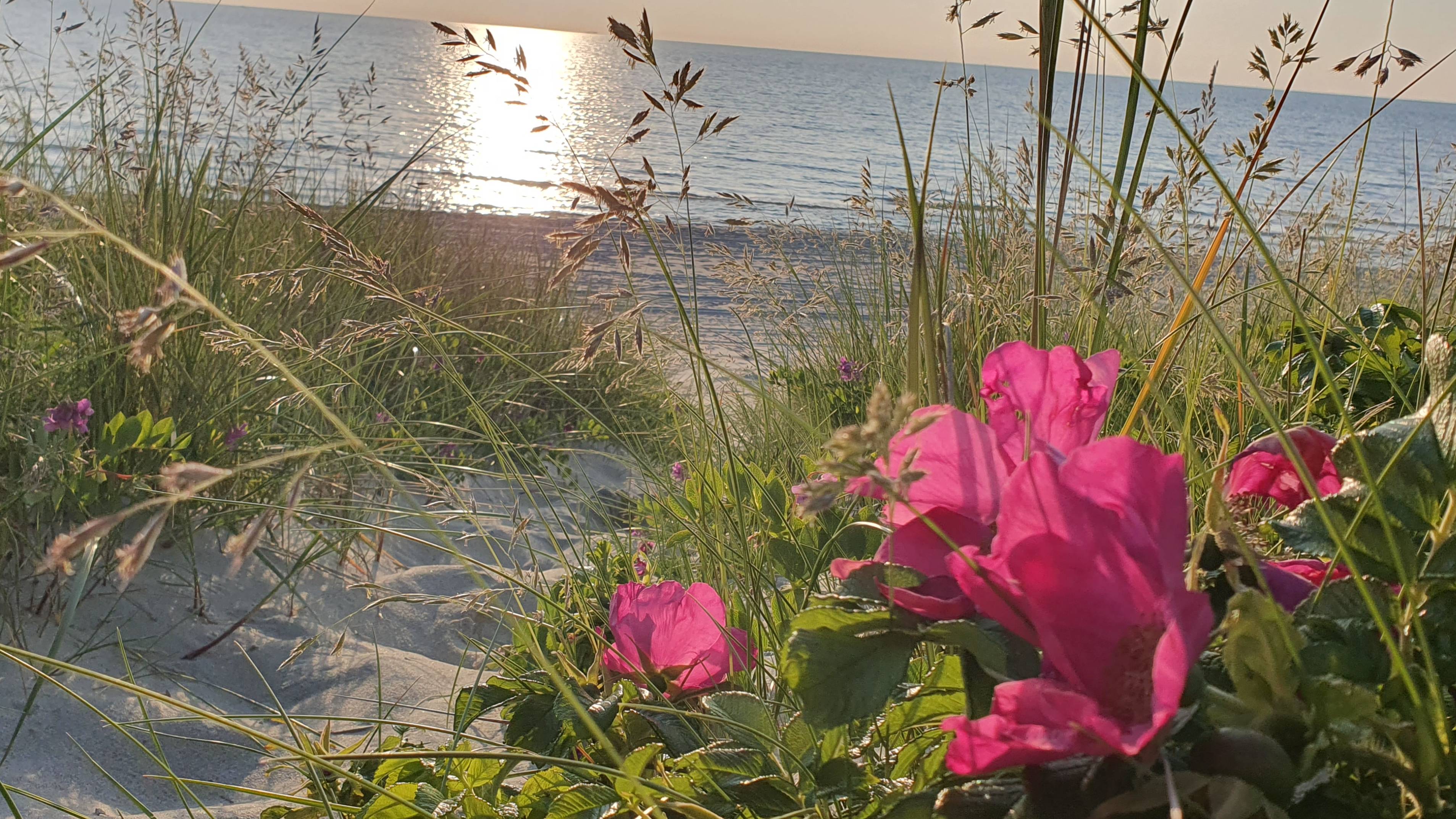 Дикий пляж,⛱️песчаные дюны и балтийский бриз...🌸🌊🧜🏻♀️