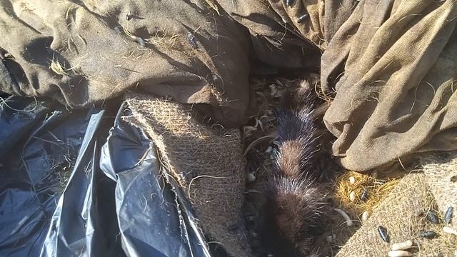 Личинки мух реакцыя на шкурку норки и мех