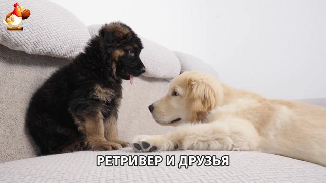 Золотистый ретривер и его друзья милые питомцы 🐕 выпуск (122)