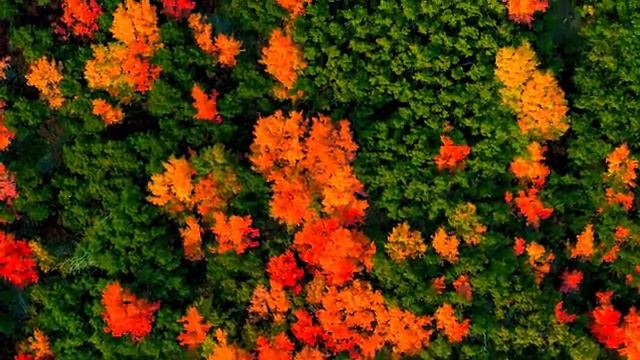 Спокойное дыхание земли под музыку лесной гармонии - Часть 14