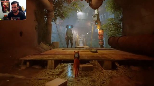 Еле спас друга от блох... Stray-2