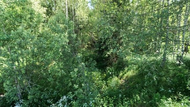 Прогулка вдоль канала Волга-Уводь, июнь 2025